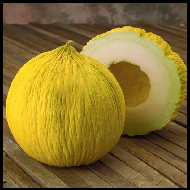 Casaba 10 - 200 Seeds Golden Beauty Melon Heirloom Large Beautiful Non GMO Bulk