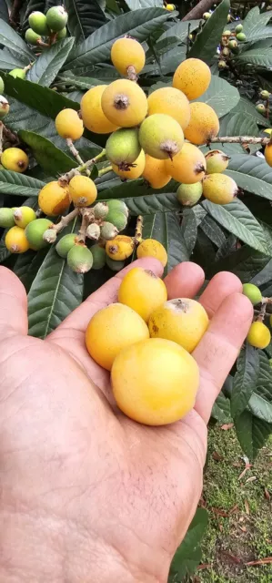 (2) Loquat Fruit Plant Trees Japanese Seeding Plump Starter Trees