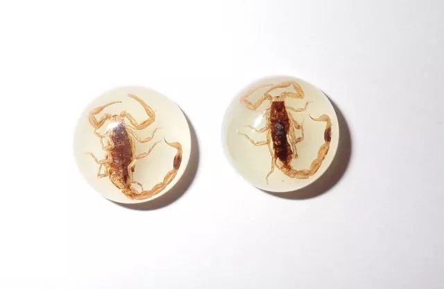 Insect Cabochon Golden Scorpion Specimen Round 13 mm Glow 2 pieces Lot