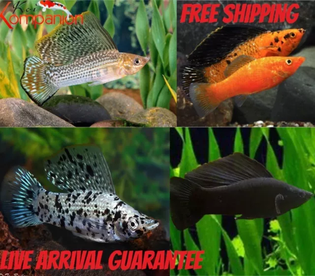 3/5/10X Assorted Sailfin Mollies Freshwater Fish Koi Kompanion