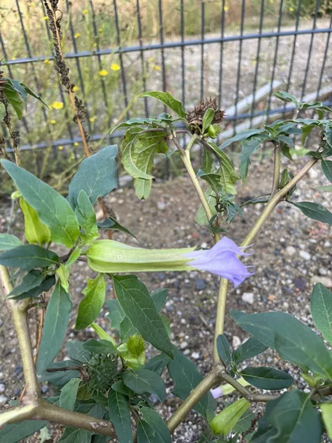 Stechapfel Samen Blau/Lila Blüte, Datura stramonium, 200 Stk