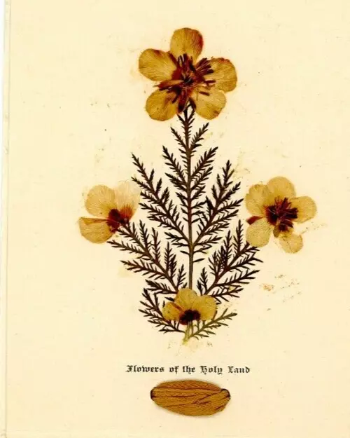 Vtg Real Flowers Of The Holy Land Card Vester Co Jerusalem Palestine Depression
