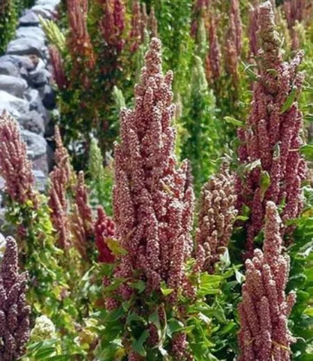 QUINOA 'White' 300+ seeds gluten free ORGANIC vegetable garden SPROUT superfood 2