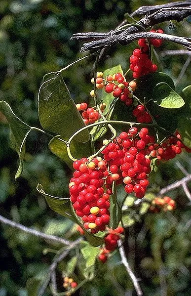 10 CAROLINA MOONSEED Snailseed / Coralbeads Flower Vine Cocculus Carolinus Seeds