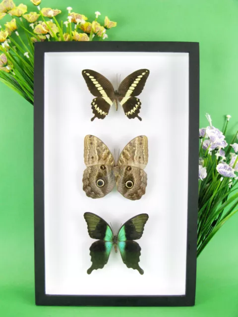 3 real beautiful and huge butterflies in the XXl showcase - single piece - 16
