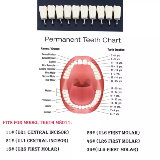 Dental Replacement Teeth 5 10 pcs/lot Individual For 28 Teeth Kilgore Nissin 200
