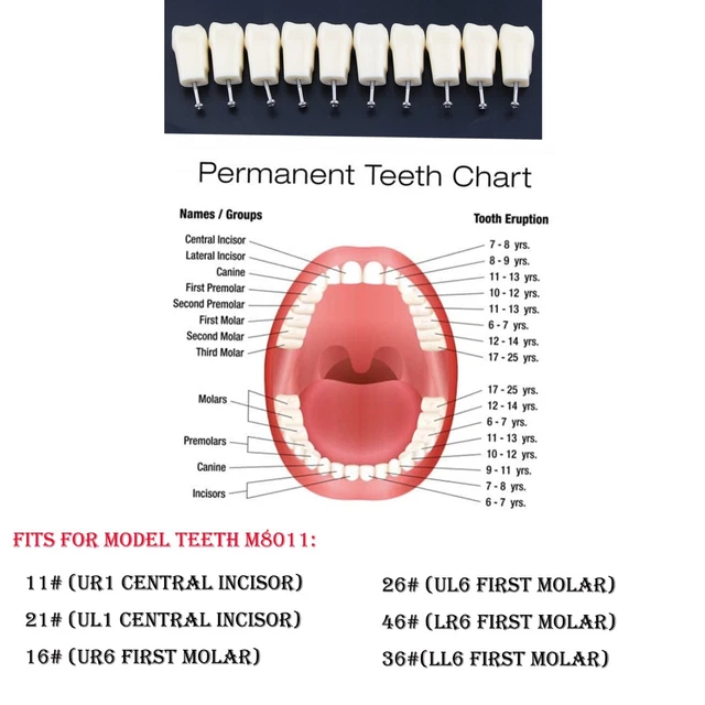 Dental Replacement Teeth 5 10 pcs/lot Individual For 28 Teeth Kilgore Nissin 200