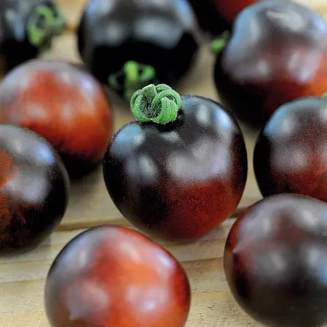 Tomato Seeds Vegetables Garden Plants 'Indigo Cherry Drops' 1 Packet 6 Seeds T&M