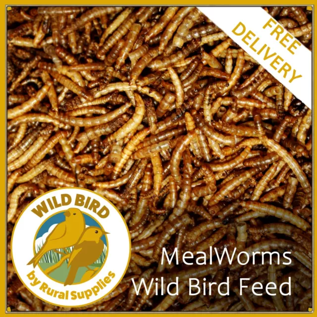 DRIED MEALWORMS | Wild Bird Food | Fishing Bait | Premium Quality & High Protein