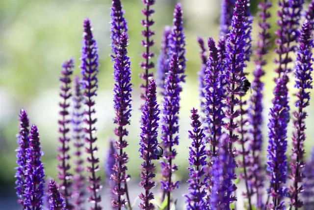 Salvia nemorosa 'Sensation Deep Blue'  -R- P 0,5 Garten-Blüten-Salbei 'Sensation