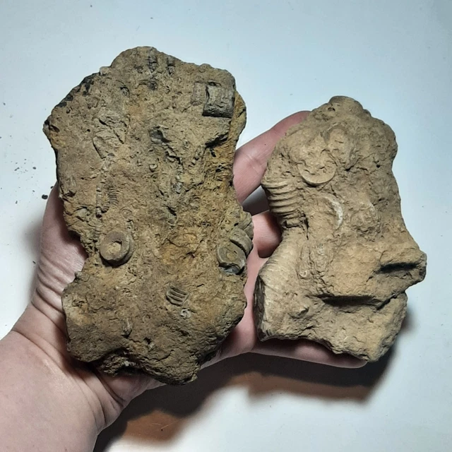 CRINOID FOSSIL STEMS And Plates Fossilized Rocks, Rock Specimens $16.09