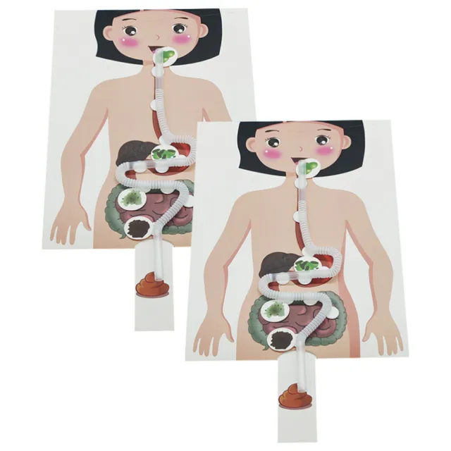 2 Sets Human Digestive System Models Learning Toy Child Toddler Food Puzzle