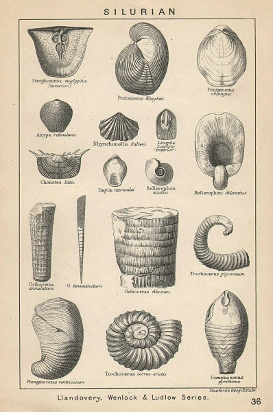 BRITISH FOSSILS. Silurian - Llandovery, Wenlock & Ludlow Series 2. STANFORD 1907