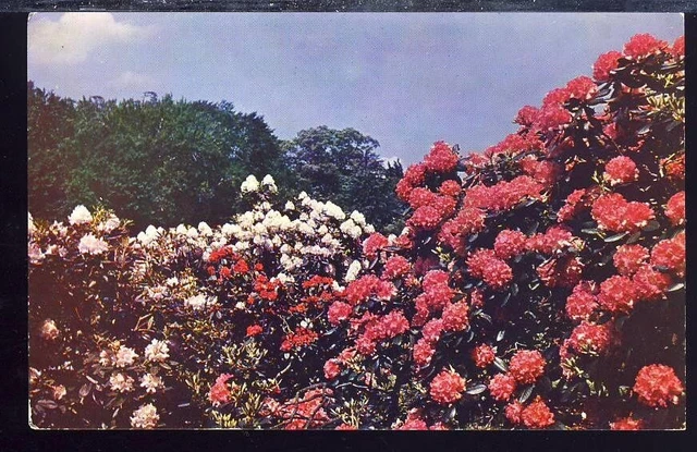 VTG Postcard Rhododendrons in Arnold Arboretum, Jamaica Plain Massachusetts