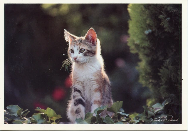 Cpsm / Carte Postale / Chat / Cat / Photo Frederic Rolland
