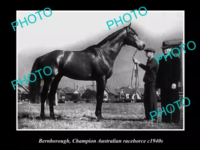 OLD LARGE HORSE RACING PHOTO OF BERNBOROUGH CHAMPION RACE HORSE c1940s