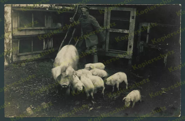 orig. Foto Dt. Landser Schweinezucht Ferkel Lazarett Stenay Frankreich Juli 1916