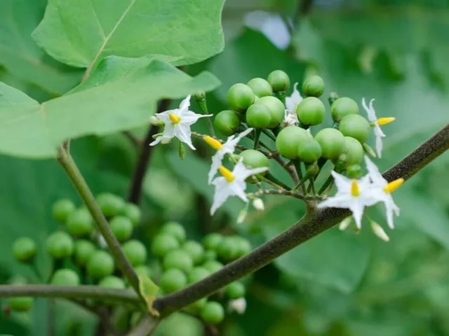 Pea Eggplant - Susumber - Turkey berry - Solanum torvum - 20+ seeds - So 094