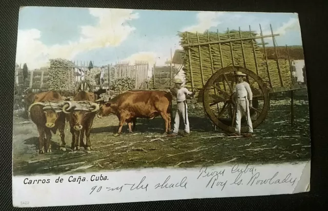 Havana Cuba Oxen and Sugar Cane Posted Antique 1905 Postcard PC