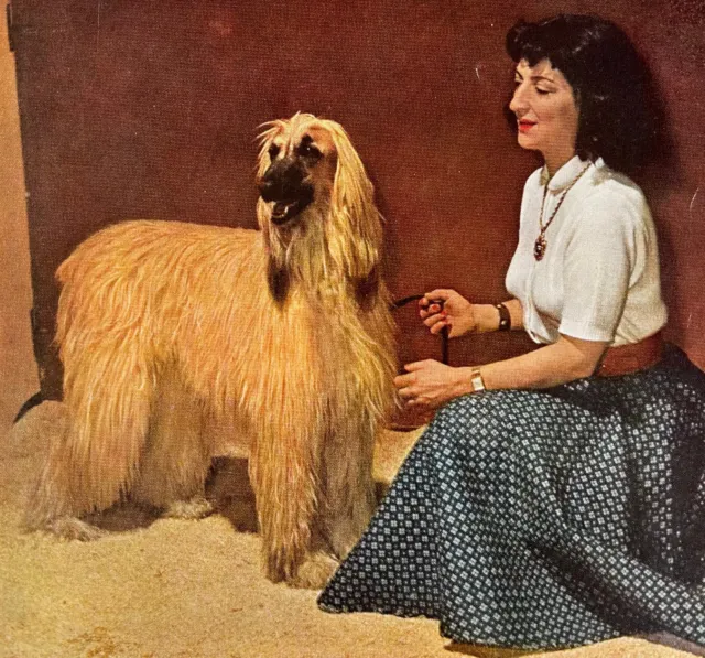 Vintage 1958 Afghan Hound Photograph - Partial Magazine Stock Page