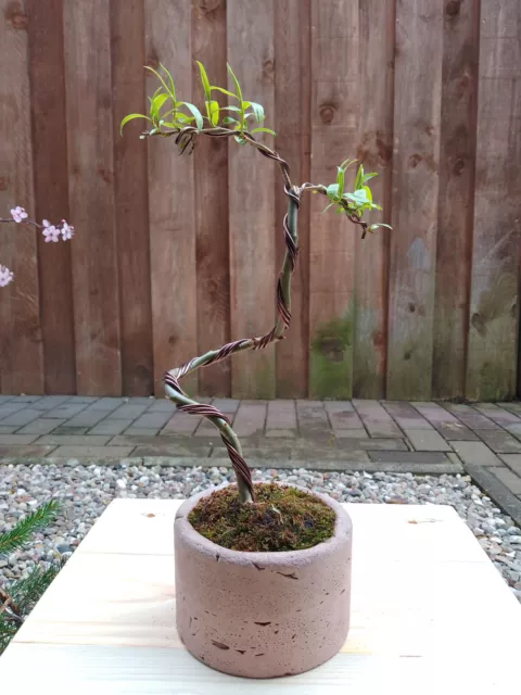 Bonsai, Korkenzieher - Weide, Salix madsudana, mit Schale, ca. 24 cm, Shohin