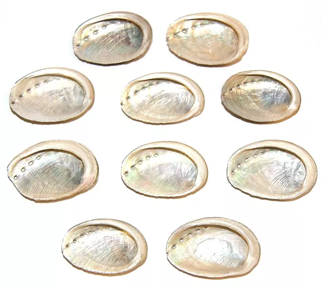 Abalone Muscheln für Basteln oder Display klein 40-45 mm Set 10 geliefert