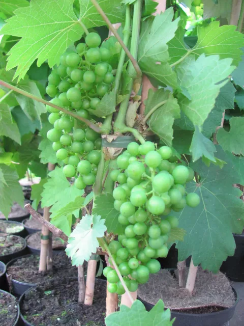 Vitis vinifera Lakemont kernlos Weinrebe Tafeltraube Wein Weintraube Winzersorte 3