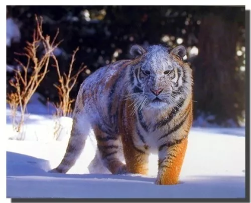 Siberian Tiger on Snow Wild Animal Wall Decor Art Print Picture (16x20)