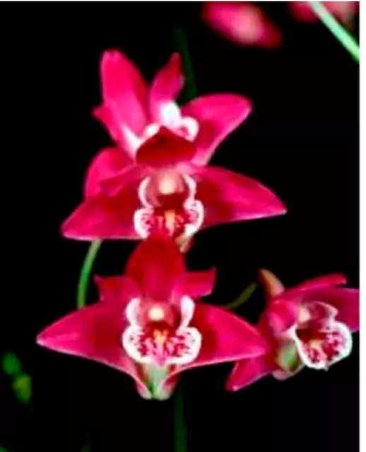 Dendrobium kingianum 'Rote' Art Orchideenpflanze