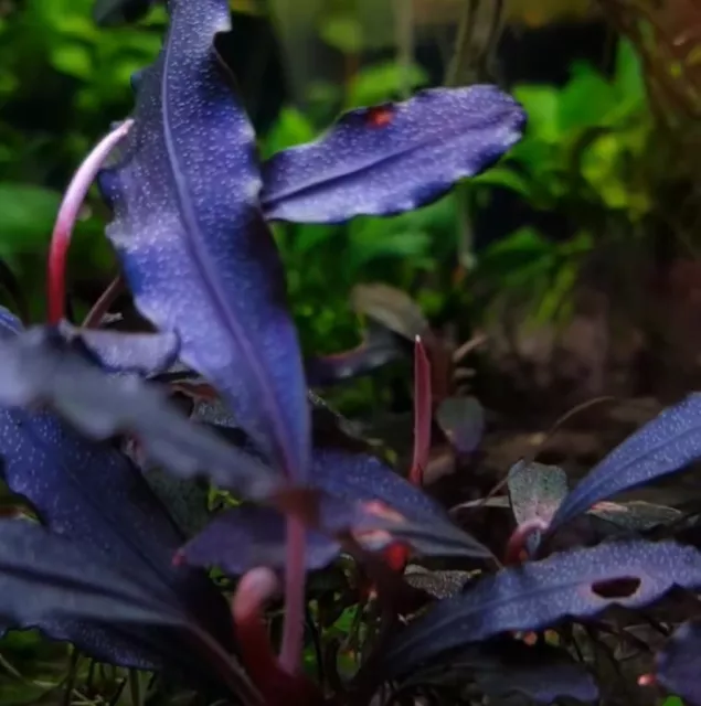 Bucephalandra Brownie Ghost 2011