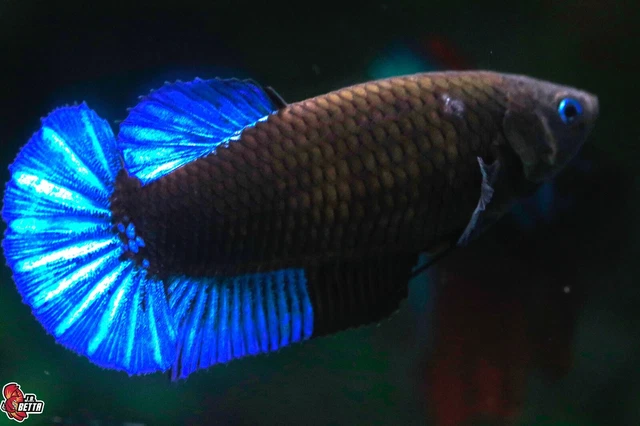 Beautiful Live Betta fish Avatar Black Light Female Hmpk #E063 from Thailand
