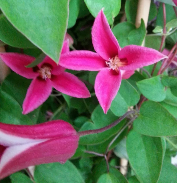 Waldrebe Clematis texensis 'Princess Diana' Sommer und Herbstblüher 40-60cm 2