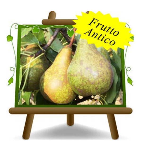 Fico Reale In Vaso 26 Cm - Pianta Da Frutto Antica, Alto Fino A 200 Cm, 4 Anni - Foto 5