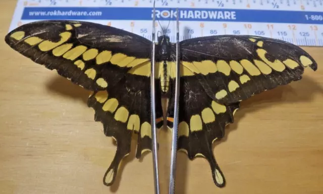 Giant Swallowtail Butterfly Papilio cresphontes Papiliondae Southeast Texas E27