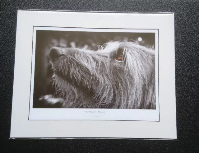 Hairy lurcher hound dog lover deerhound sighthound print present gift christmas