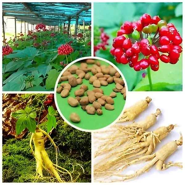 Semillas de Ginseng Coreano - Panax Ginseng