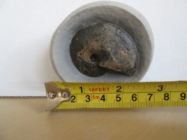 Tragophyloceras ammonite from the Jurassic Coast