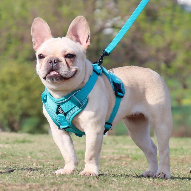 Dog Harness and Leash Set for Small Medium Dog/Cat No Pull Soft Mesh Chest puppy