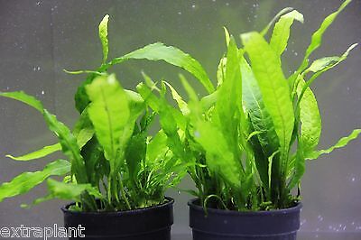 Java Fern Pot Microsorum Pteropus 10+ Leaves Live Aquarium Plants BUY2GET1FREE*