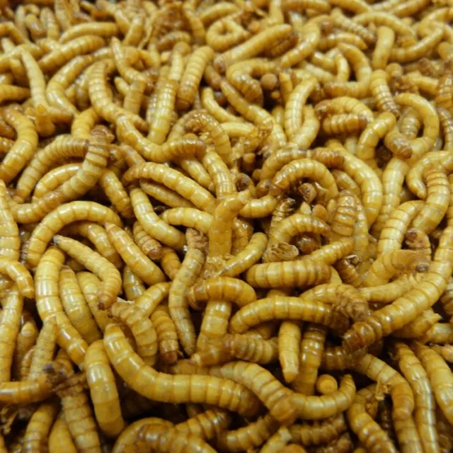 Live GIANT Mealworms Pet Bird Living Feeders Large Meal Worm Food - Live Arrival