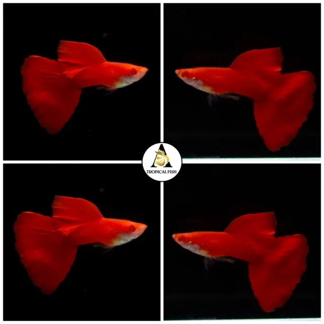 1  Trio  Albino Full Red DBS Fancy Guppies - High Quality Guppy Fish Great A+++ 2