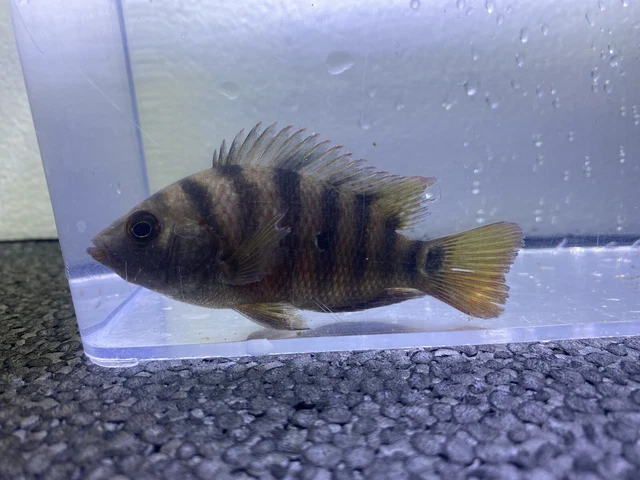 Live Mayan Cichlid “red terror ( Mayaheros urophthalmus ) freshwater 3.5”