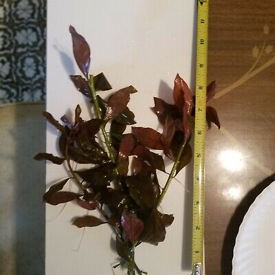 $1.99 Ludwigia Repens ( Red)  Aquatic Plant Ludwigia & mystery pl