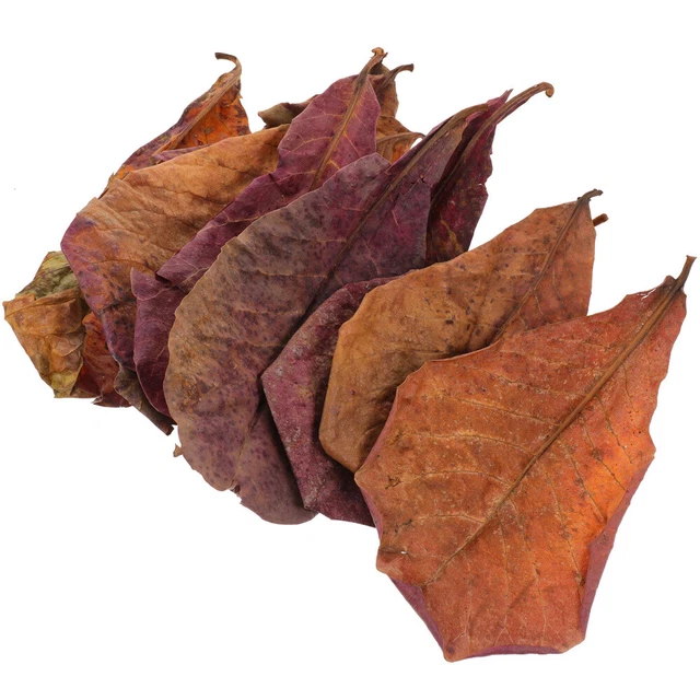 Terminalia Deja Hojas De Acuario Terminalia Hojas De Acuario Natural