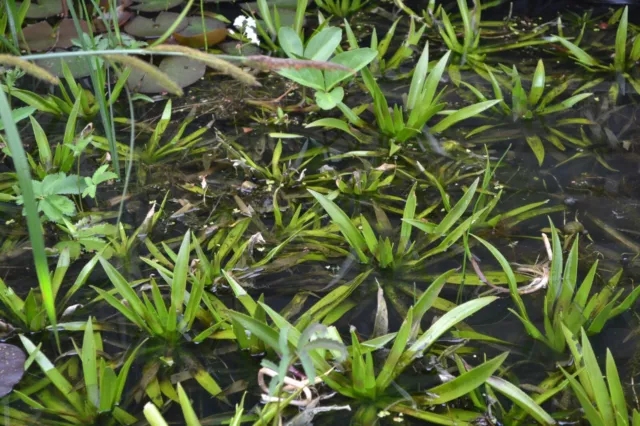 10 Krebsscheren Wasseraloe Jungpflanzen freischwimmend für jeden Teich