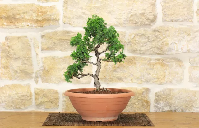 Pre bonsai di Cipresso giapponese - Chamaecyparis Obtusa Nana