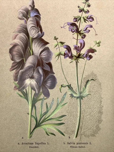 Holzstich Pflanzen Bilder Antik 1884 Blumen Botanik Farbendruck Abbildung RETRO