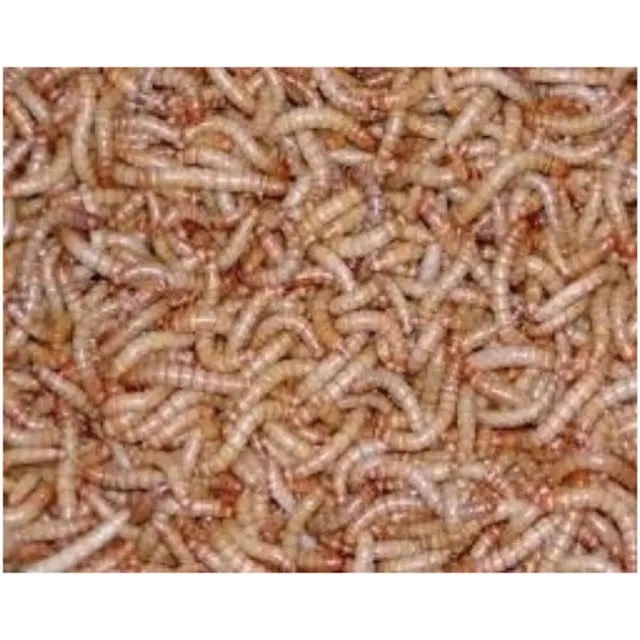 250 Live Medium Mealworms Organically Raised Free Shipping Reptile Food