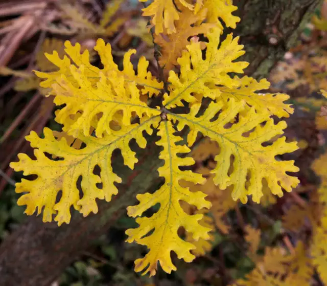 Quercus frainetto