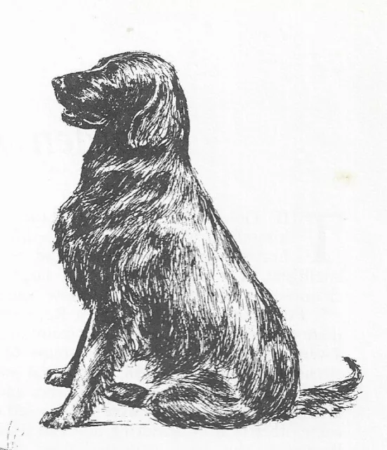 Flat Coated Retriever #2 - CUSTOM MATTED - 1963 Vintage Dog Art Print 0507 CLD